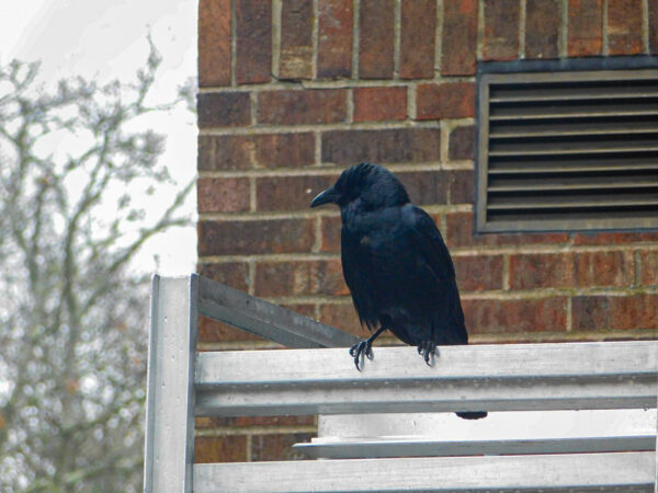 American Crow