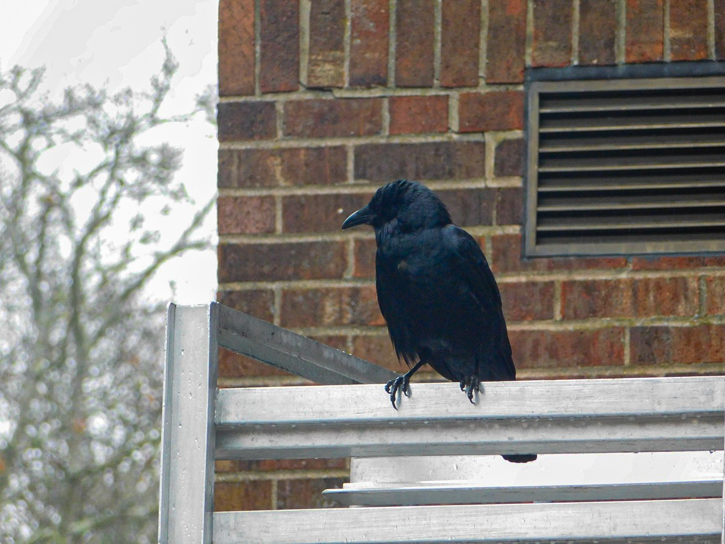 American Crow