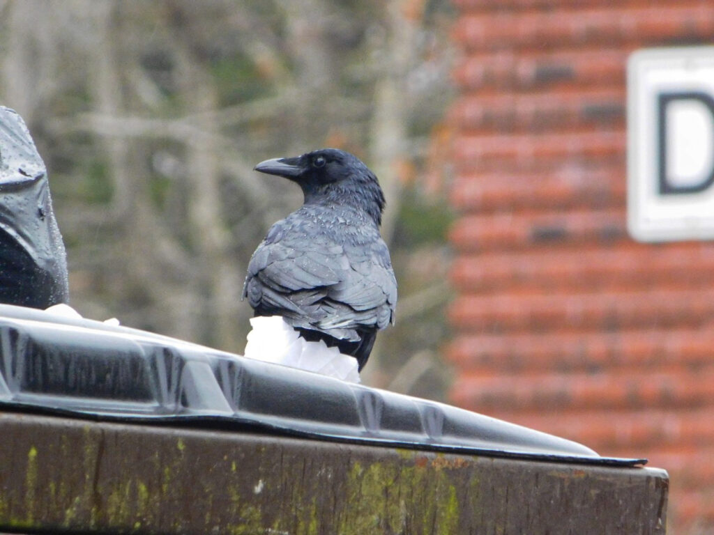 American Crow